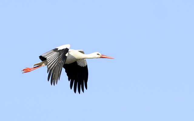 Hurra, der erste Reinheimer Storch ist zurück!