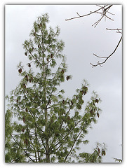 Pinus wallichiana- Pin de l'Himalaya