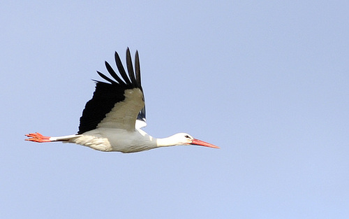 Hurra, der erste Reinheimer Storch ist zurück!