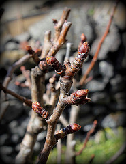 Bourgeons