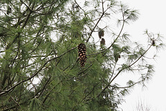 Pinus wallichiana