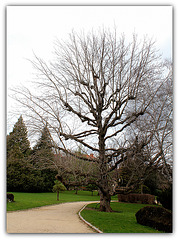 Magnolia acuminata