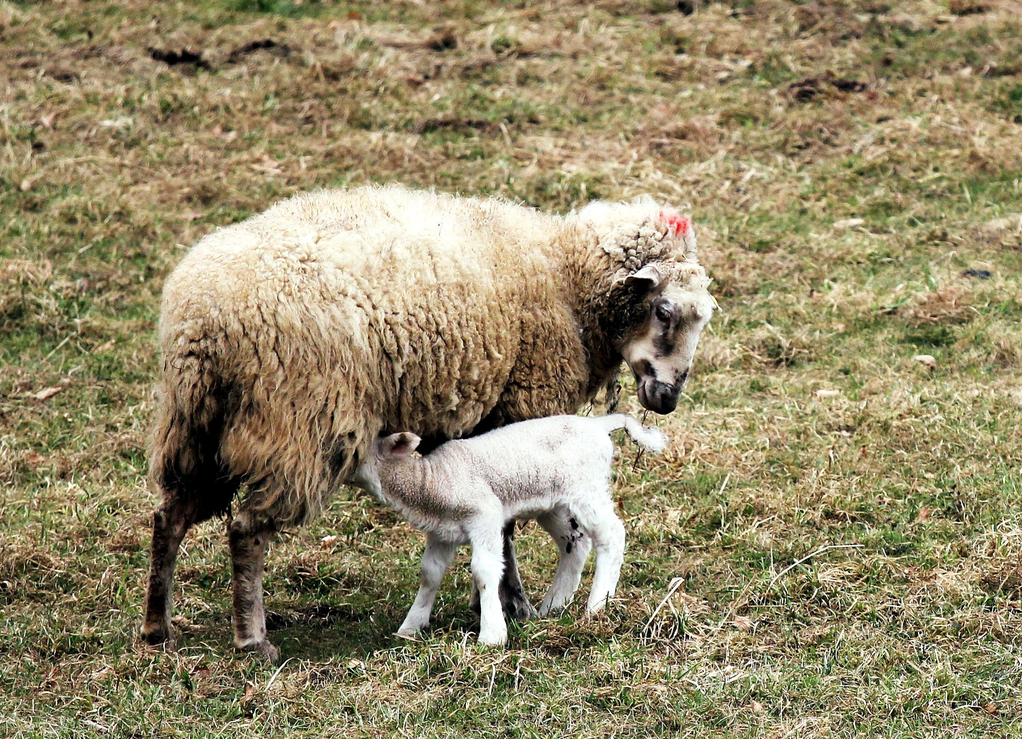 Besorgtes Mutterschaf