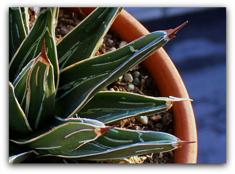 Agave victoriae-reginae (3)