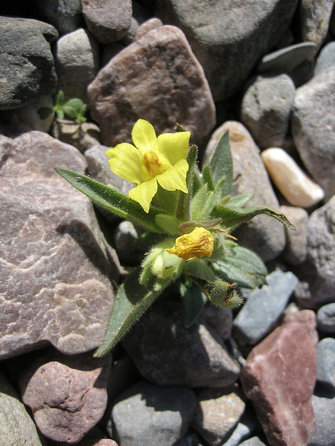 Flowers In Echo Canyon (8476)