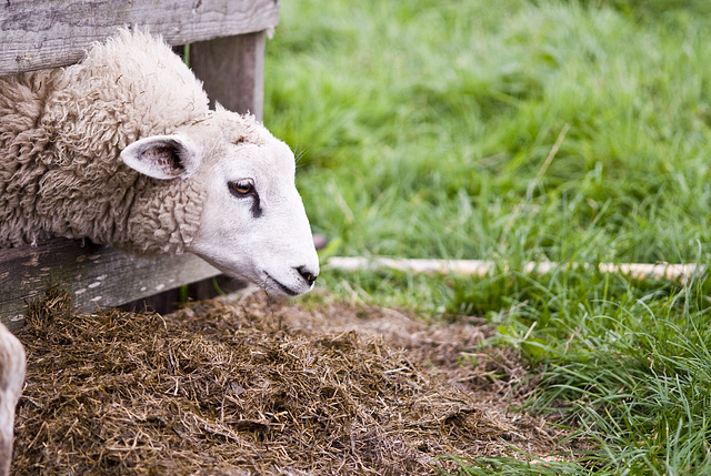 Sheep feeding