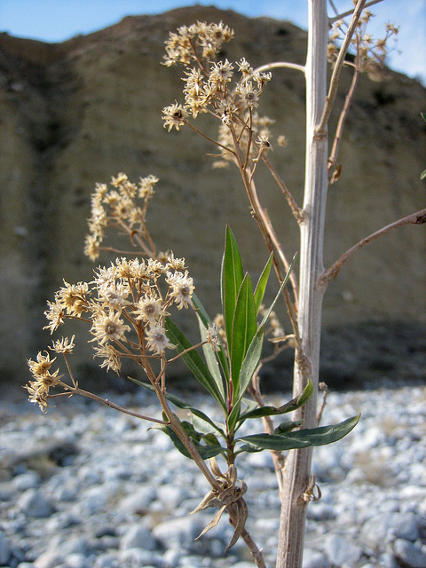 Whitewater Preserve (8930)