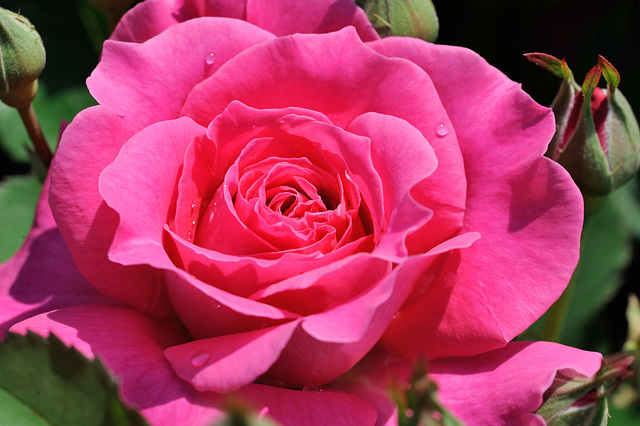 Macro sur une rose...