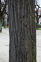 Acer pseudoplatanus