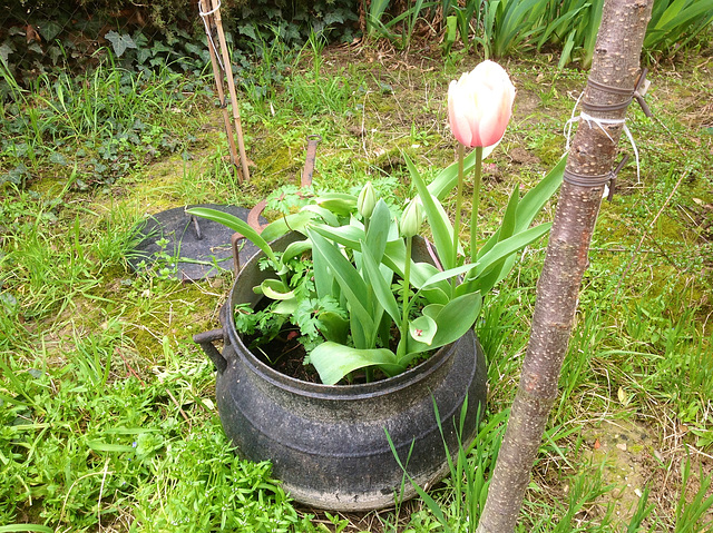 Première fleur