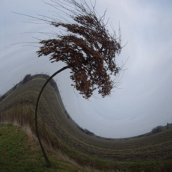 winterlicher Laubbaum am Ackerrain