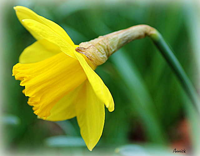 la reine du printemps