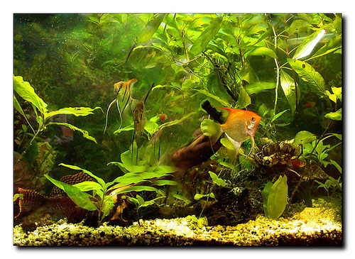 Mein Aquarium (für Rosi)