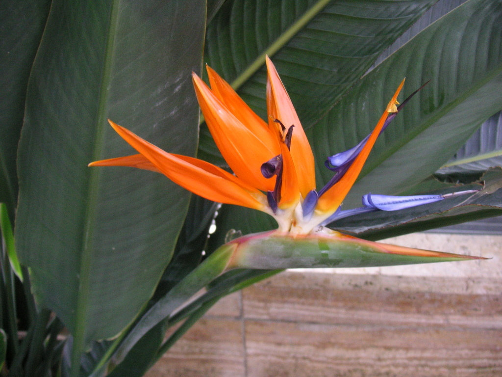 Paradiesvogelblume