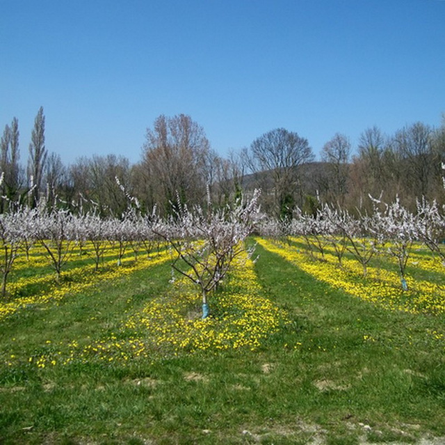 Ligne d'arbres fruitiers avec tapis de fleurs jaunes