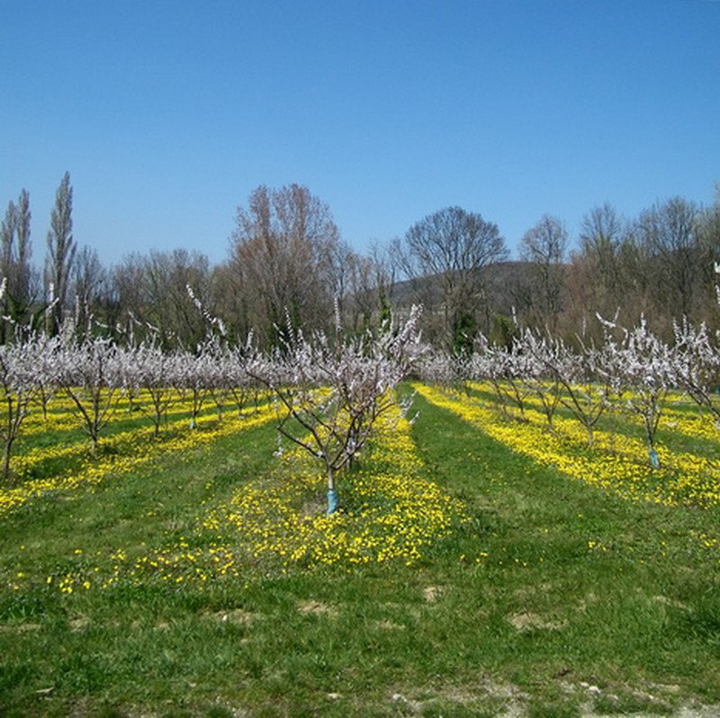 Ligne d'arbres fruitiers avec tapis de fleurs jaunes