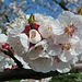 fleurs de cerisier ou pommier