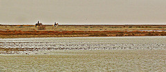 promenade camarguaise