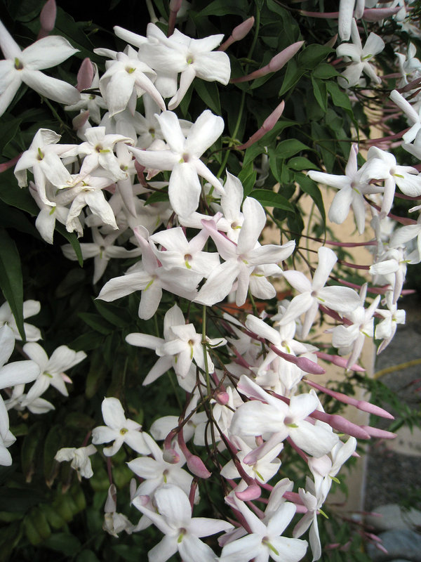 Jasmine (2102)