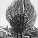 Stadtbäume in Stadtoldendorf
