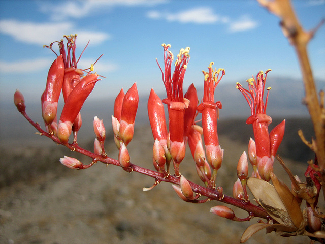 Ocotillo Bloom (8293)