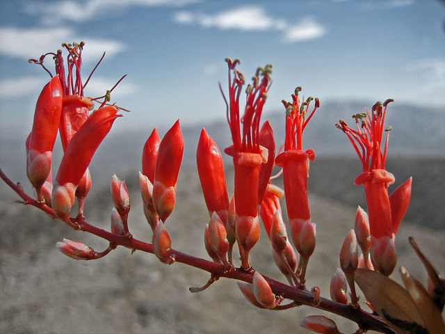 Ocotillo Bloom (8294)