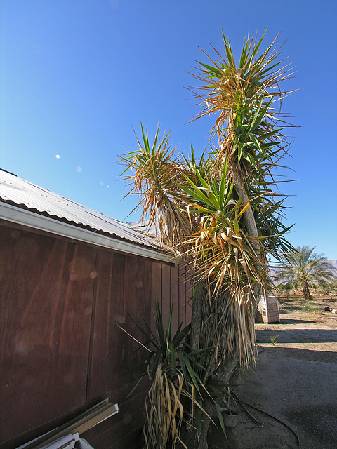 Brown Date Garden (6799)