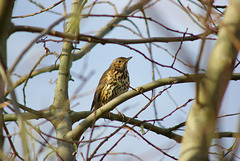 Song Thrush