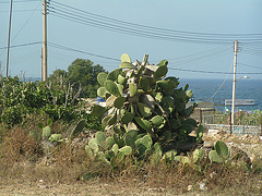 Malta Kaktus