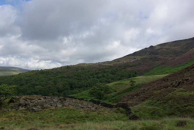 Wildboar Clough trees