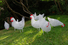 white hens