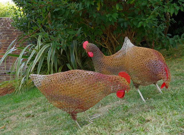 brown hens