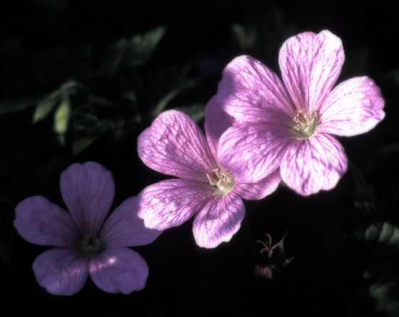 Geburtstagsblumen