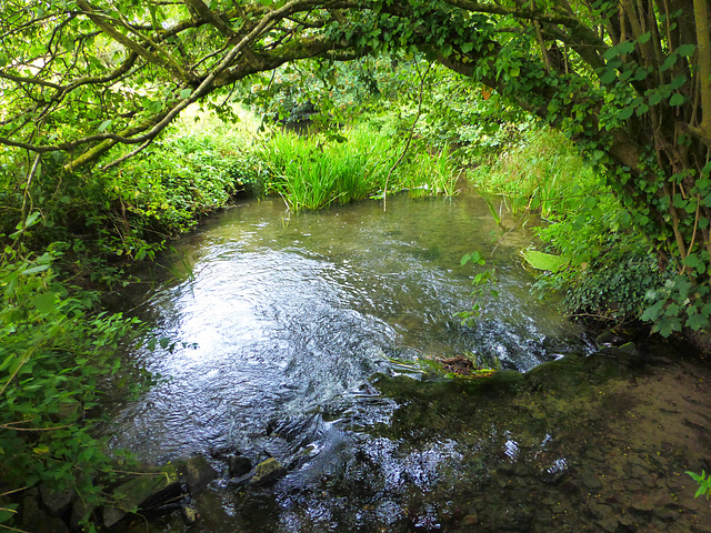 A Wiltshire stream