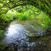 A Wiltshire stream
