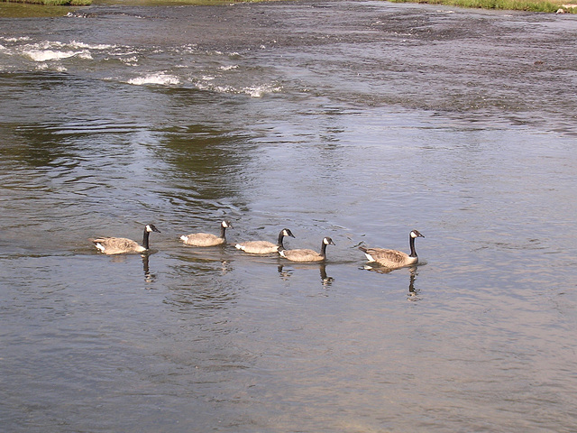 Familenfreuden