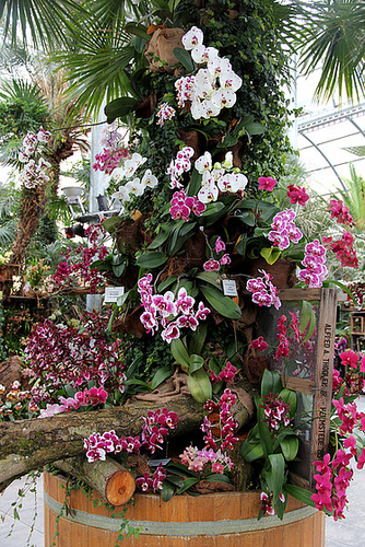 Orchideenausstellung............