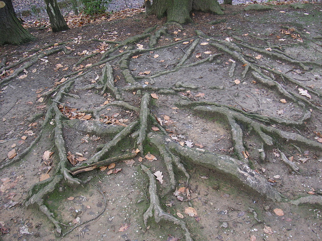 Wurzeln - radikoj - rasines - roots