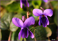 violettes