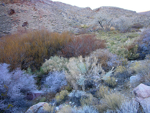 Johnson Canyon (6547)