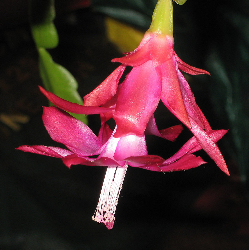 Cactus flower