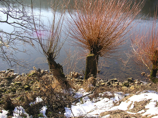 Normaler Wasserstand - Januar 2006