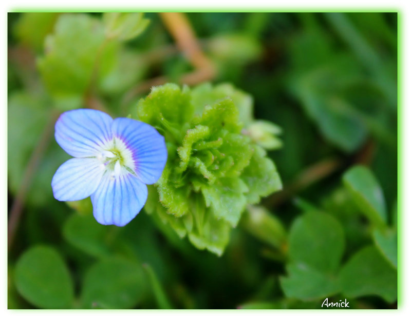 Fleur véronique de perse