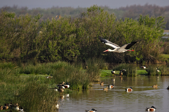 cigogne