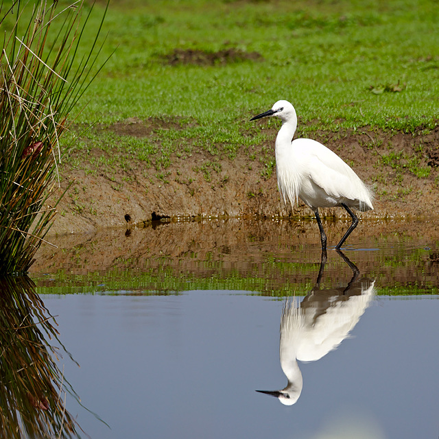 aigrette garzette