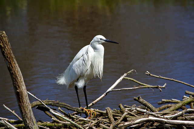 aigrette garzette