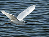 Flying egret