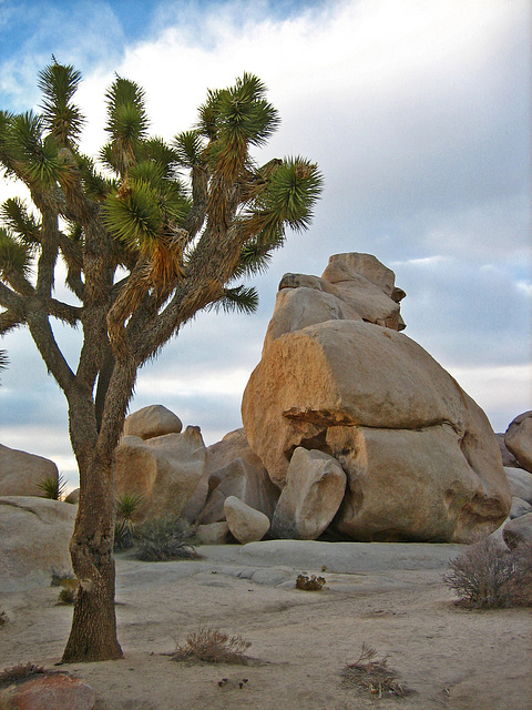 Joshua Tree Near Intersection Rock (8046)