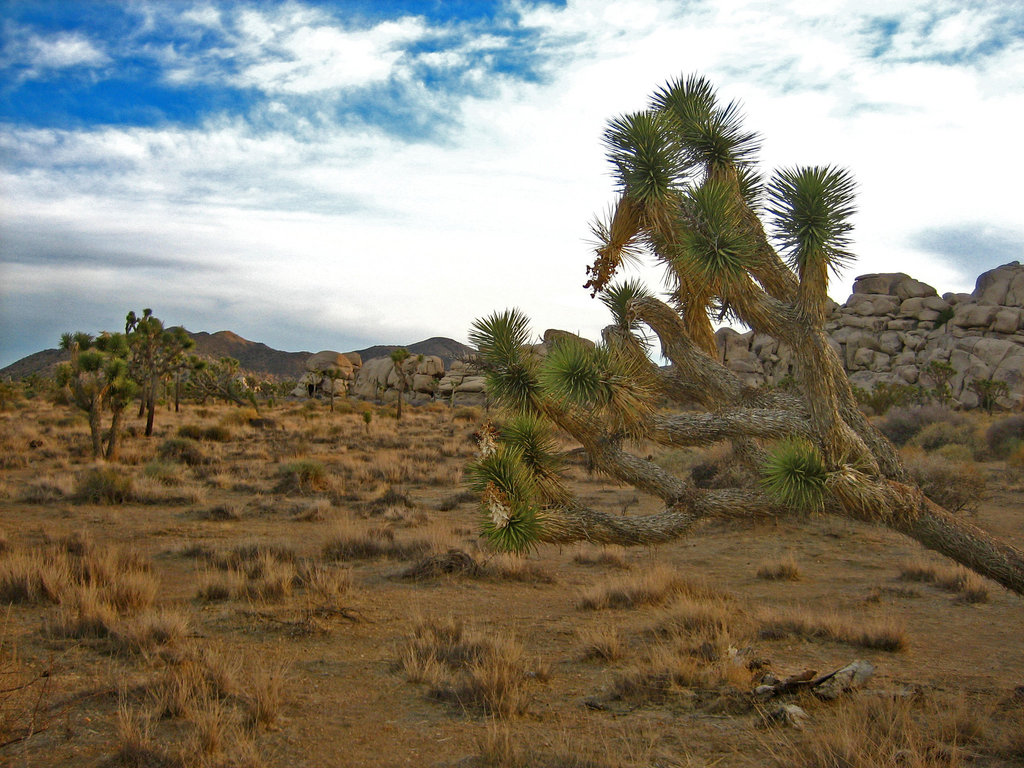 Joshua Tree Near Cap Rock (8045)