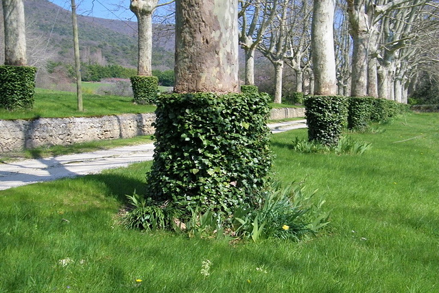 Arbres chaussés